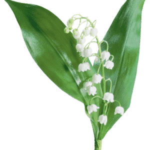 parfum muguet