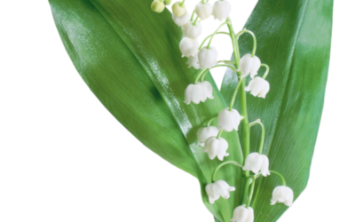 Parfum Muguet